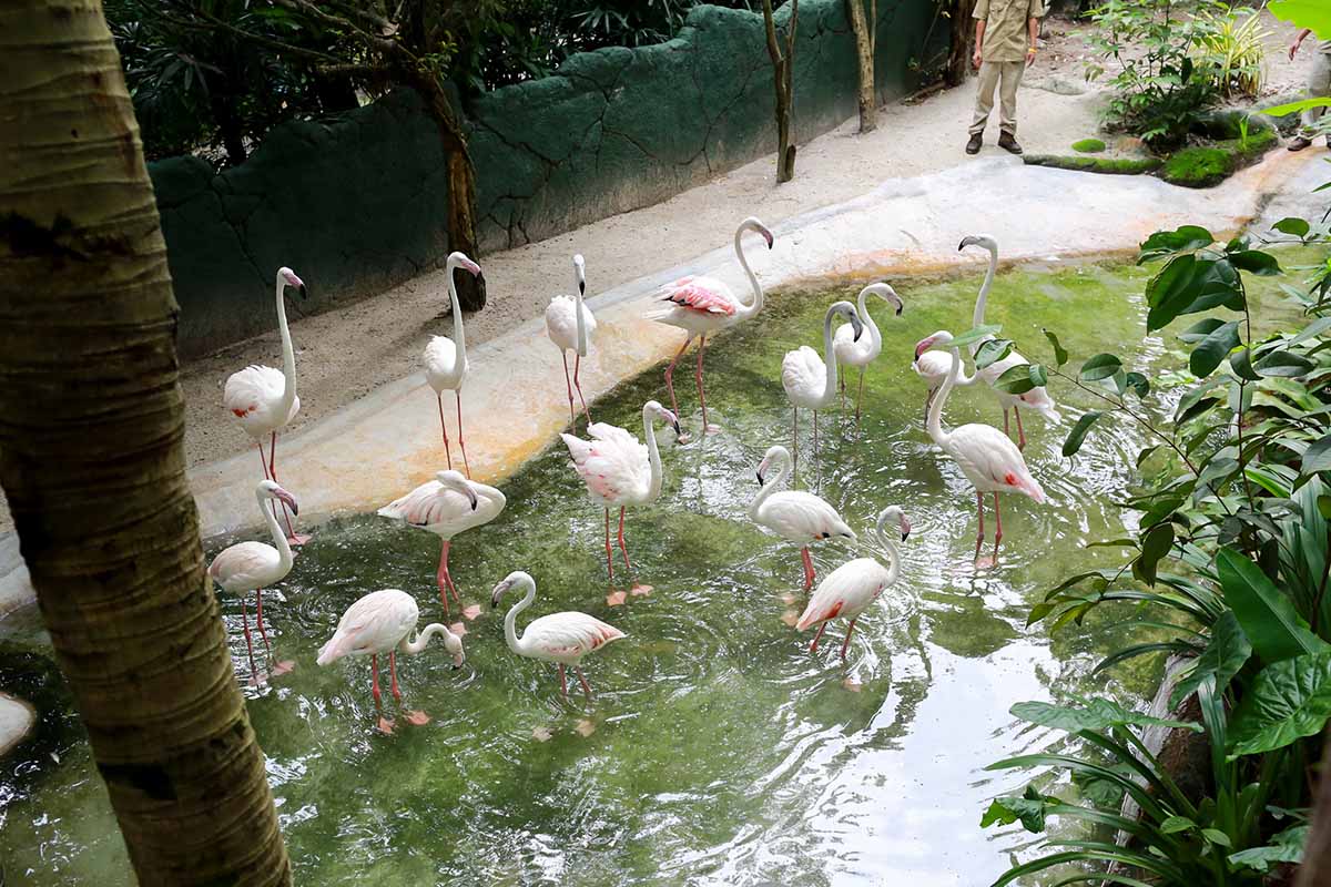 Stroll along Jungle Trail, Sunway Lagoon Wildlife Park and discover various animals’ natural antics in specially created habitats! There are flamingos, hornbills, peafowls and more!
