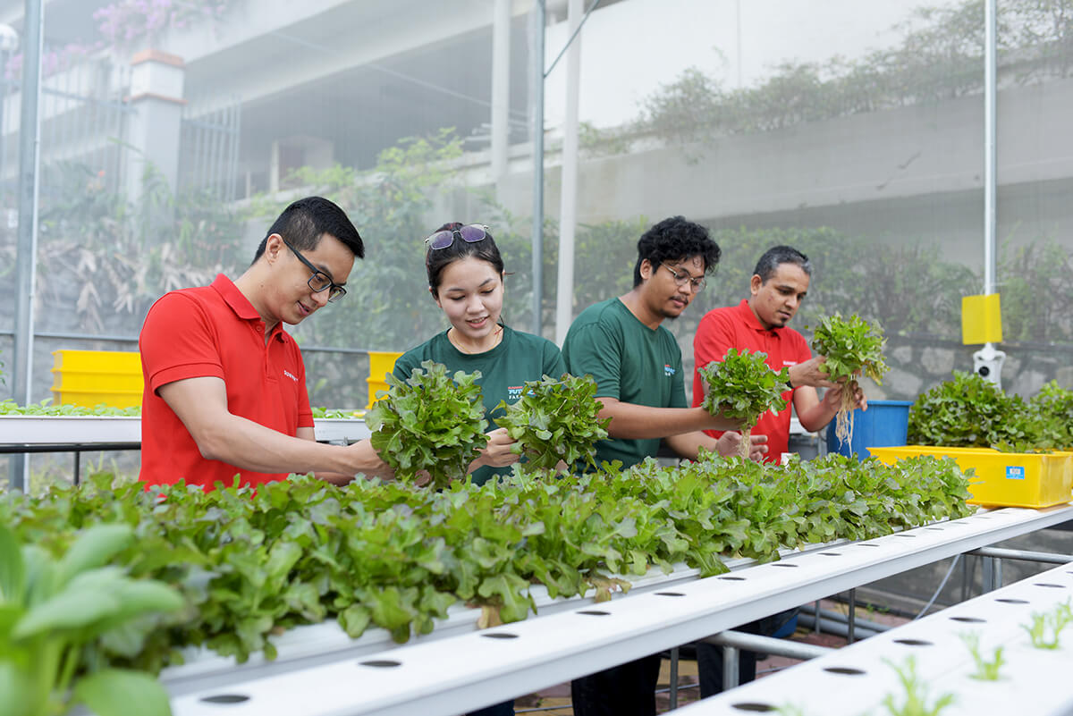 Changing the Agriculture Game with Sunway City Kuala Lumpur. Harvesting vegetables in Sunway XFarms