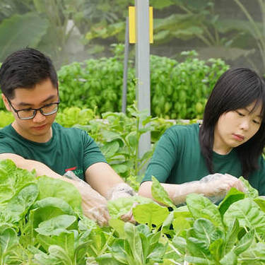 Changing the Agriculture Game with Sunway City Kuala Lumpur