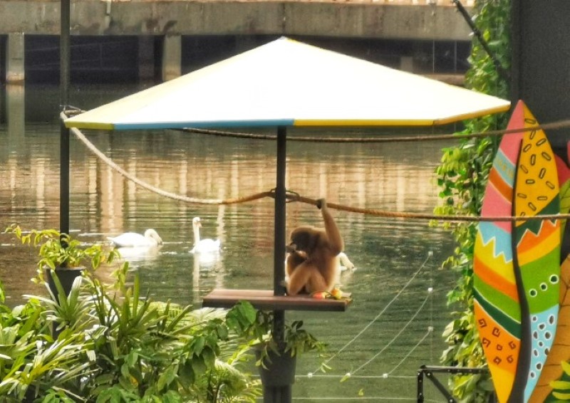 Sunway Lagoon surprised its white-handed gibbon princess, Pinky with a new house on a man-made island named Gibbon Island – Upcycled Floating Island!