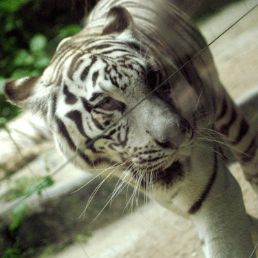 Exotic Sapphire Blue-Eyed White Tigers