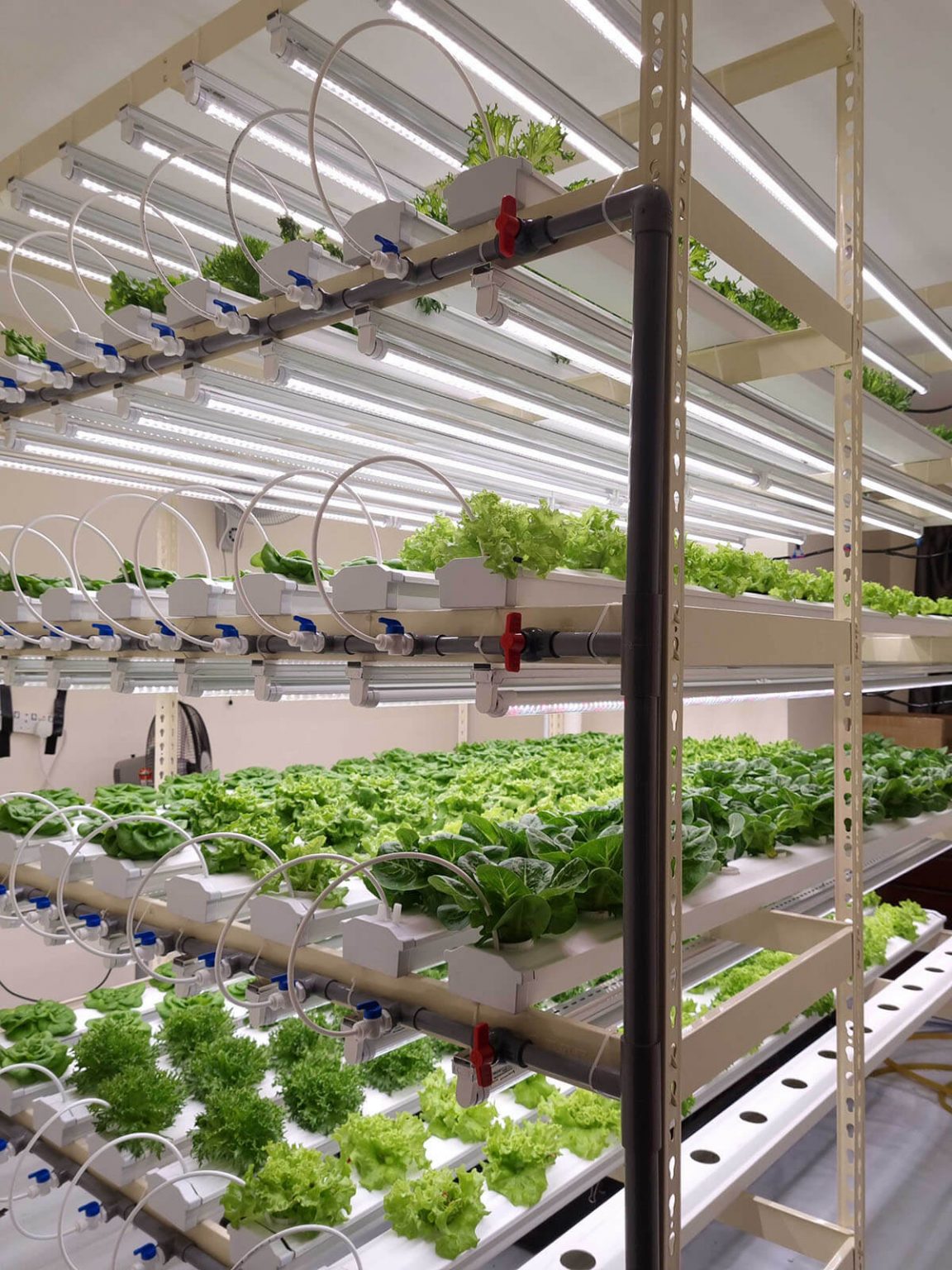 Changing the Agriculture Game with Sunway City Kuala Lumpur. Indoor hydroponic systems. in Sunway XFarms