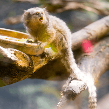 monkey at sunway lagoon wildlife park
