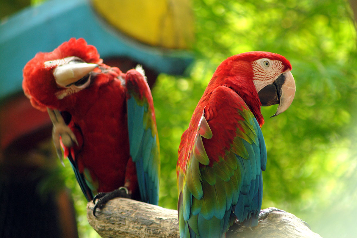 sunway lagoon wildlife park parrot