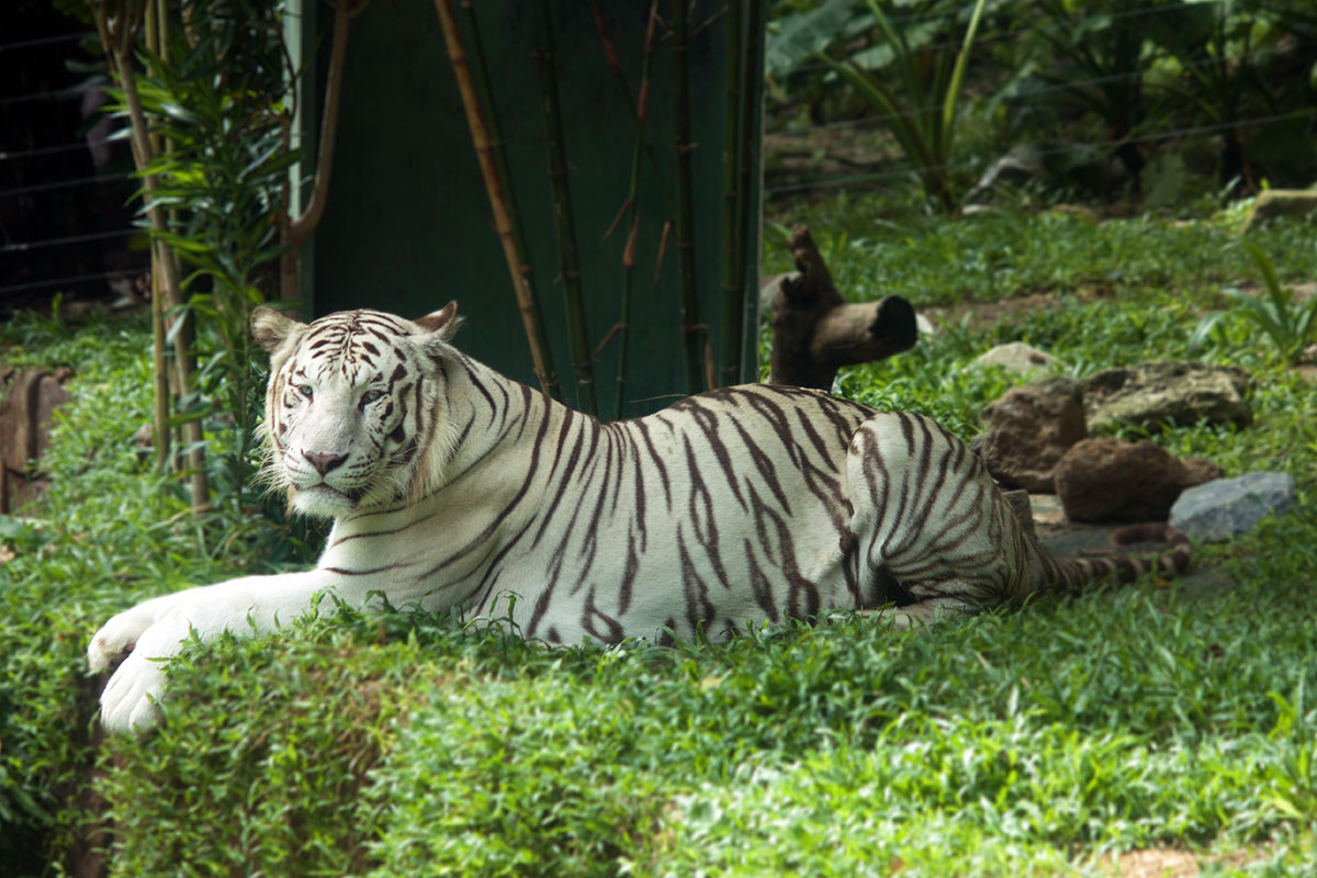 Get a closer look at Samson and Asha at the Tiger Land in Sunway Lagoon wildlife park and discover their unique characteristics from the way they mark their territories, their diet to sexual maturity