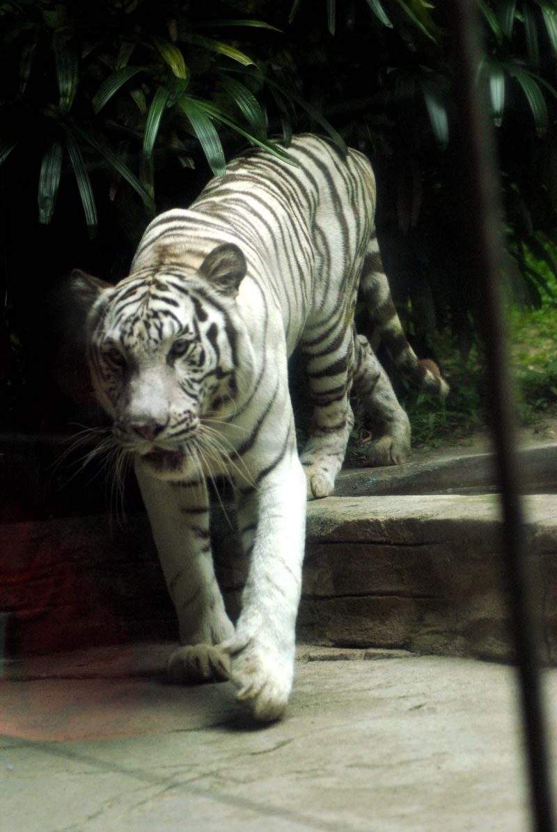 Get a closer look at Samson and Asha at the Tiger Land in Sunway Lagoon wildlife park and discover their unique characteristics from the way they mark their territories, their diet to sexual maturity
