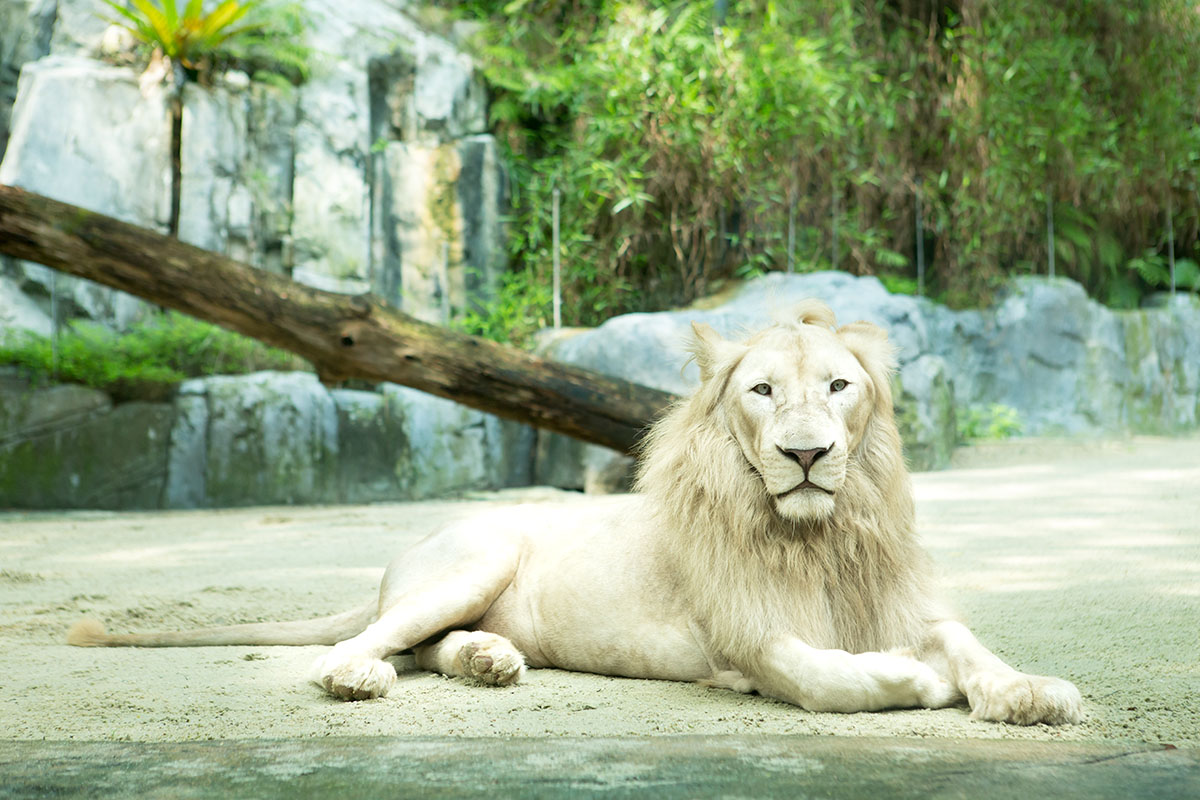 Meet Zola and Zuri, blonde predatory felines from South Africa Timbavati and southern region of Kruger Park at Sunway Lagoon Wildlife Park – home to the incredibly rare and beautiful white lions!