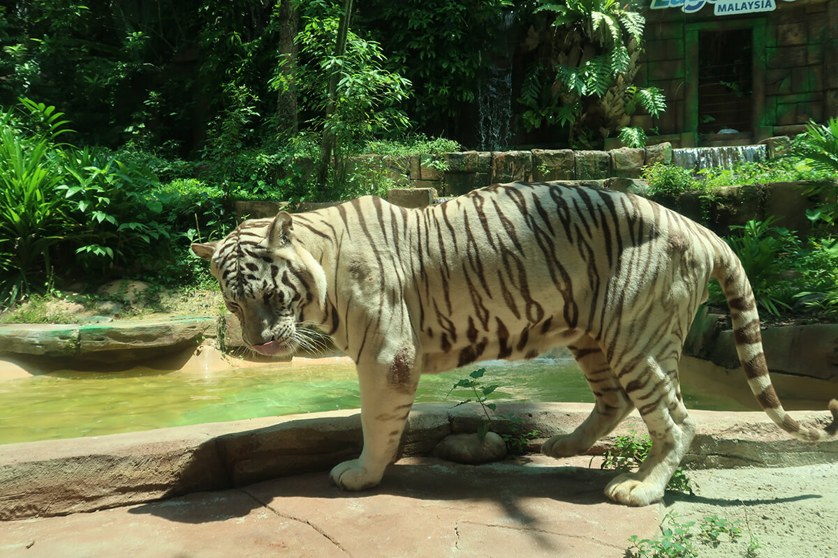 samson the white tiger of sunway wildlife park in sunway lagoon
