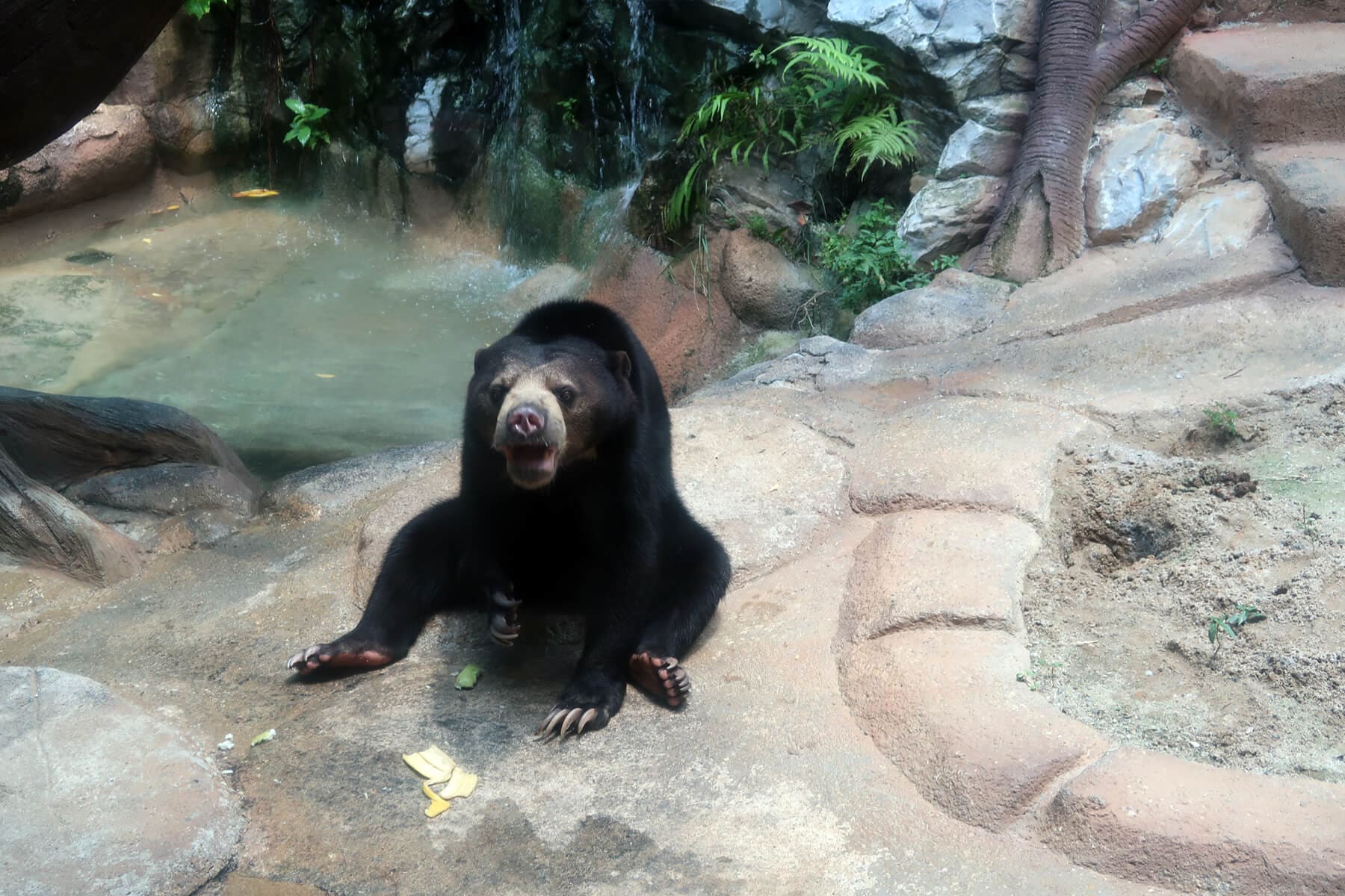 Sunway Lagoon Wildlife Park - The adorable yet ferocious sun bear loves eating fruits!
