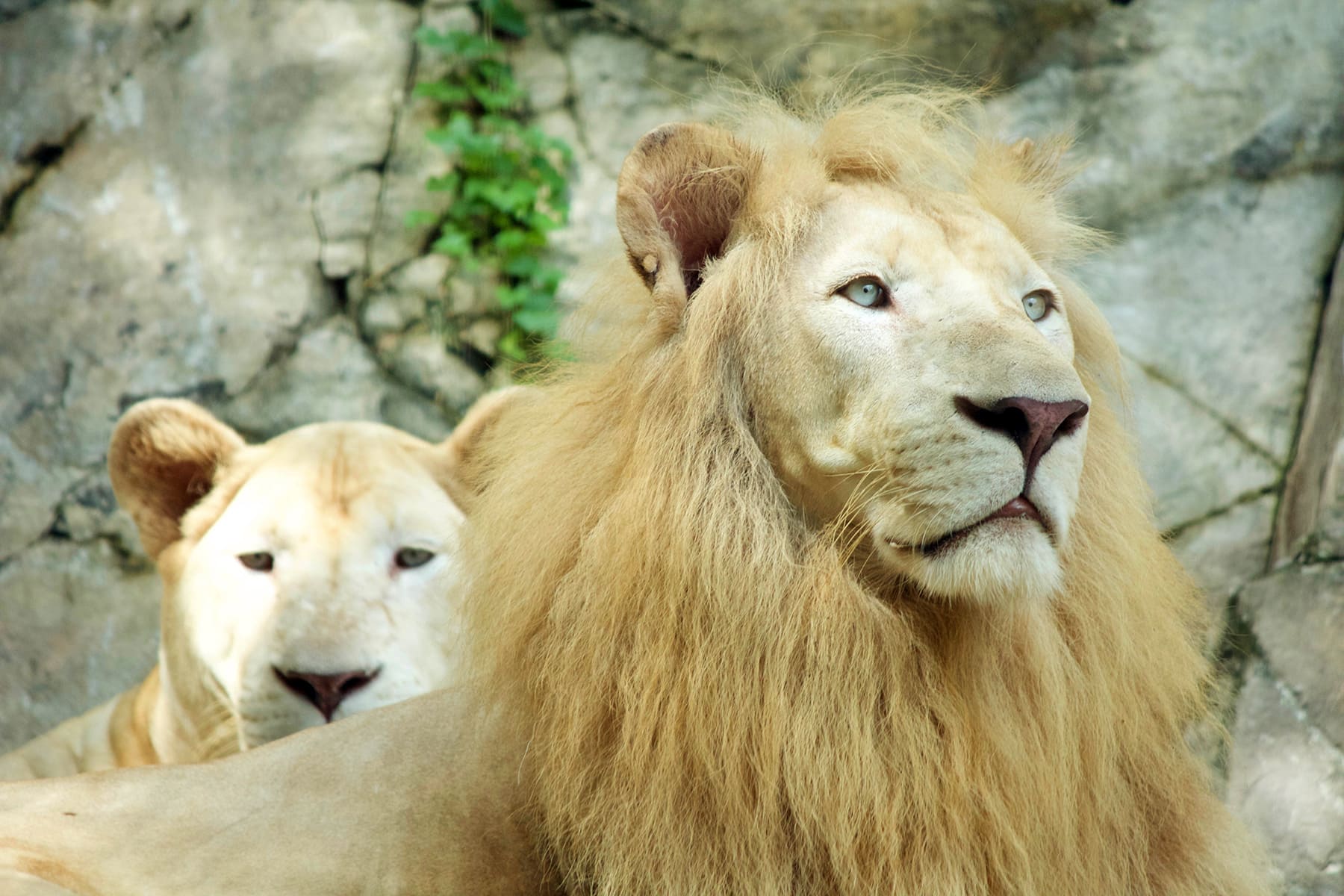Not only white tigers, you can also meet the King and Queen of the Jungle – the mighty white lions, Zola & Zuri!