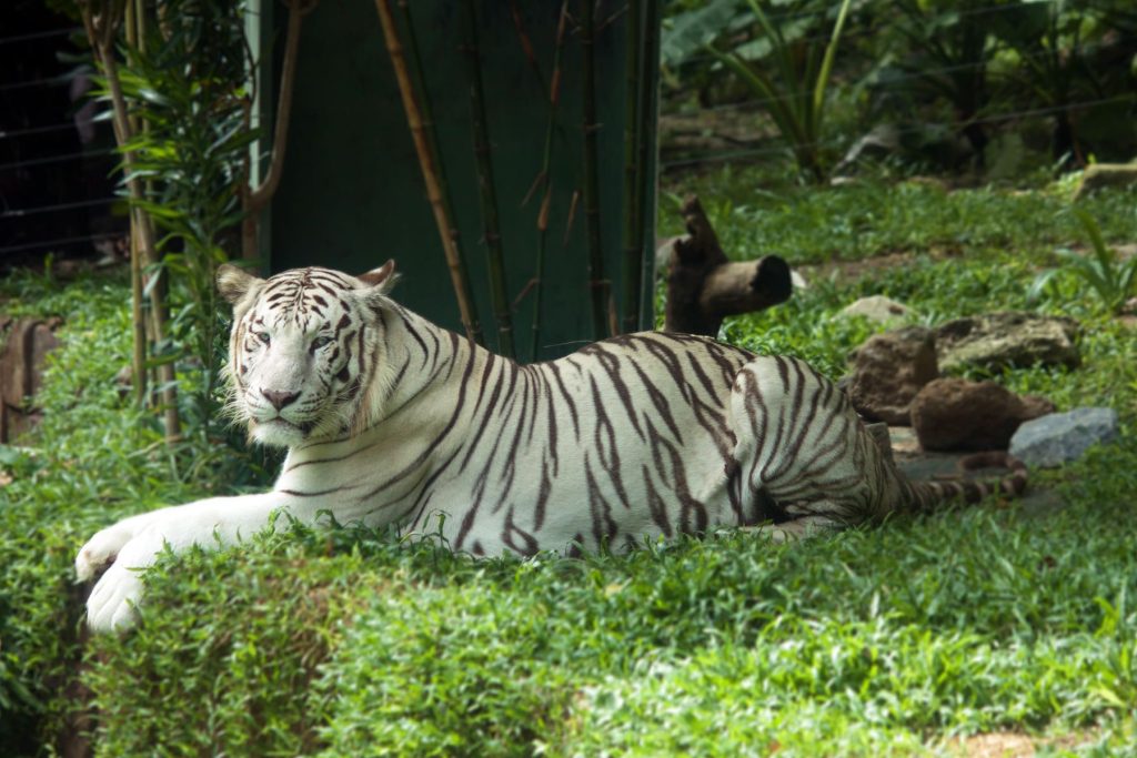 Orange-coated tigers are commonplace – meet the icy blue-eyed white tigers instead!