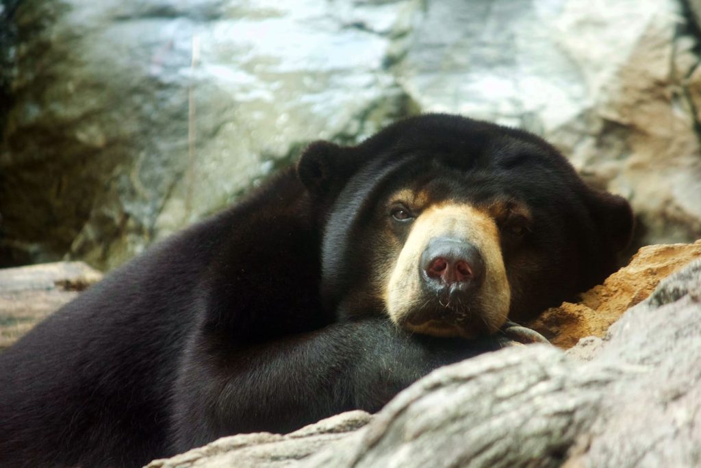 Who doesn’t feel like snuggling up to this adorable, fuzzy sun bear? (We’re not allowed to, though)