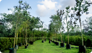 30,000+ trees planted across the township - Sunway City Kuala Lumpur