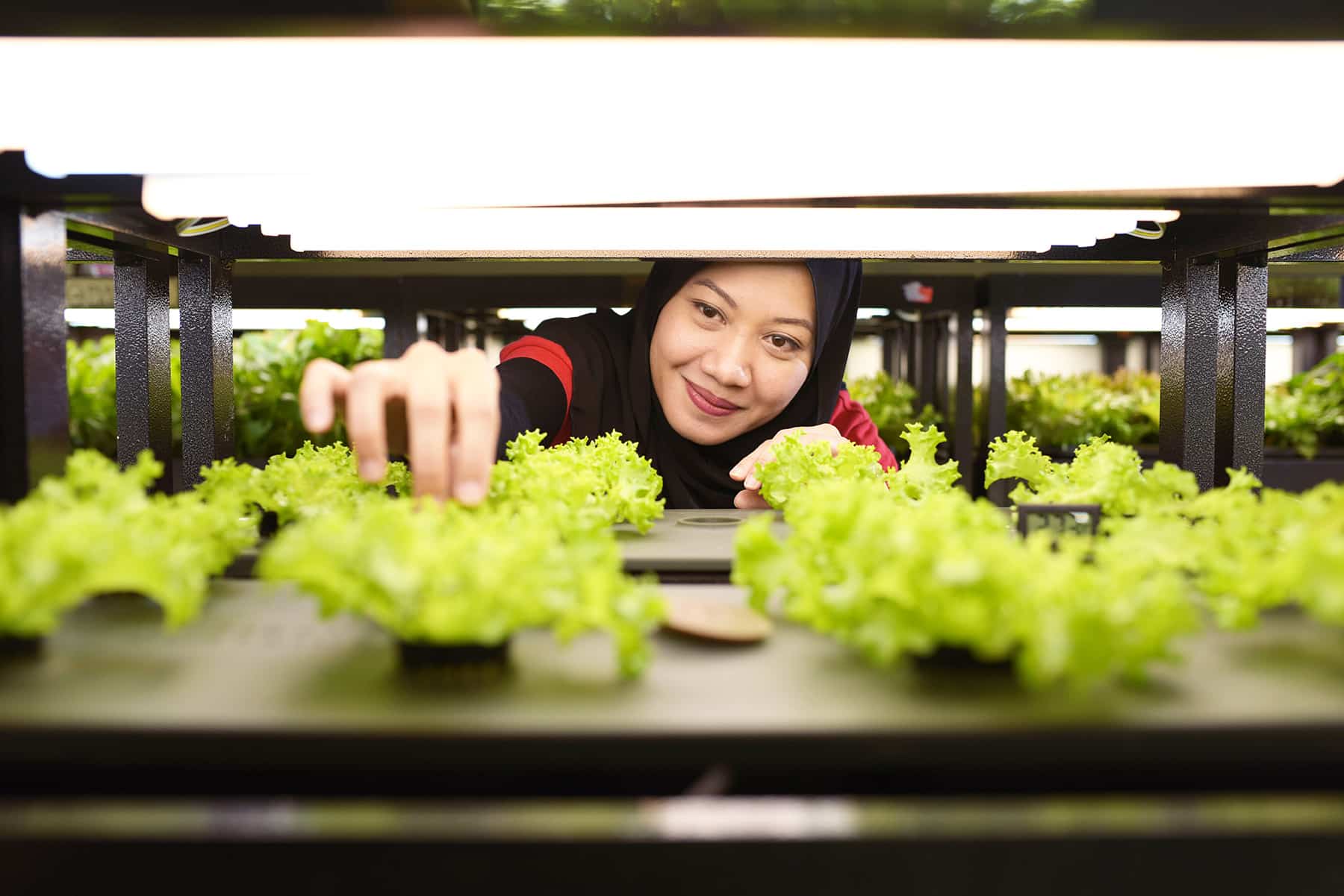 Welcome to Sunway XFarms – the magical place where plants grow without soil!